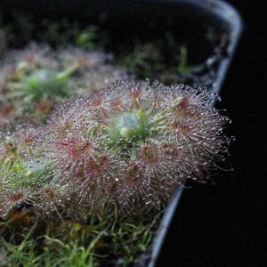 GEMMAE - Drosera Citrina, ~10-15 , Pygmy Sundew