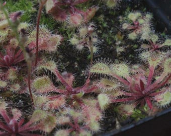 Drosera Collinsiae (Mbuluzi River), Collin's Sundew - LIVE Carnivorous Plant - Fun Plants To Grow - Easy Beginner Plant - Terrarium Addition