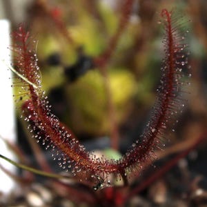 May include: Close-up of a carnivorous sundew plant, showcasing reddish-brown leaves covered in glistening droplets. The plant's delicate, hair-like structures are visible, with a blurred background of other plants.