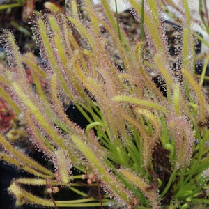 Carnivorous Cape Sundew, Drosera Capensis 'Albino' (LIVE Carnivorous Plant, Sundew) - Great Beginner Plant
