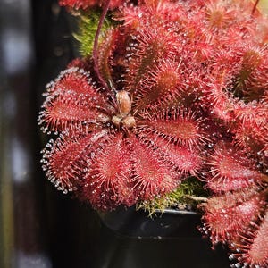 May include: Close-up of a vibrant red sundew plant, showcasing numerous sticky, hair-like structures covered in glistening droplets. The plant's leaves are arranged in a rosette, with a few green moss patches visible.