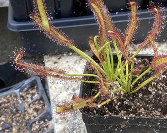 Live Cape Sundew "Wide Leaf" (Drosera Capensis, Large Carnivorous Plant)