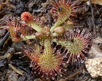 Drosera Tokaiensis (LIVE Carnivorous Plant, Sundew)