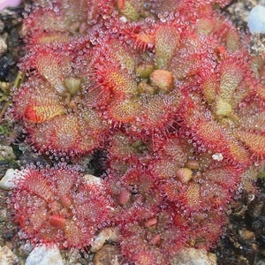 May include: Close-up of a sundew plant, a carnivorous plant with vibrant red, spiky leaves. The leaves are covered in glistening droplets, giving a wet appearance. The plant is in a pot with small rocks and soil.