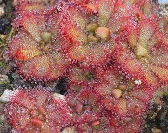 SEEDS - Drosera Aliciae, Alice's Sundew
