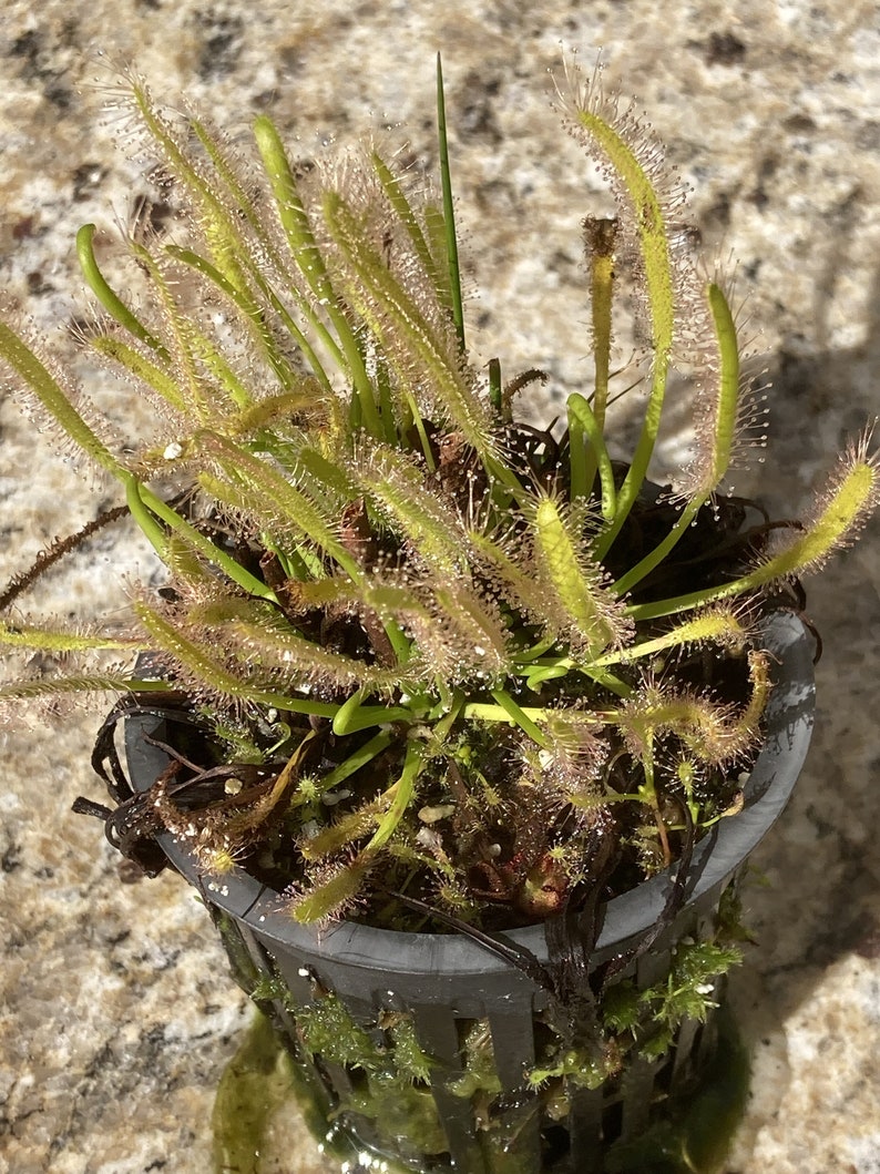 Live Cape Sundew 'Albino' Drosera Capensis, Carnivorous Plant image 3