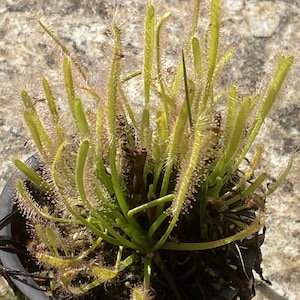 Live Cape Sundew 'Albino' Drosera Capensis, Carnivorous Plant image 4