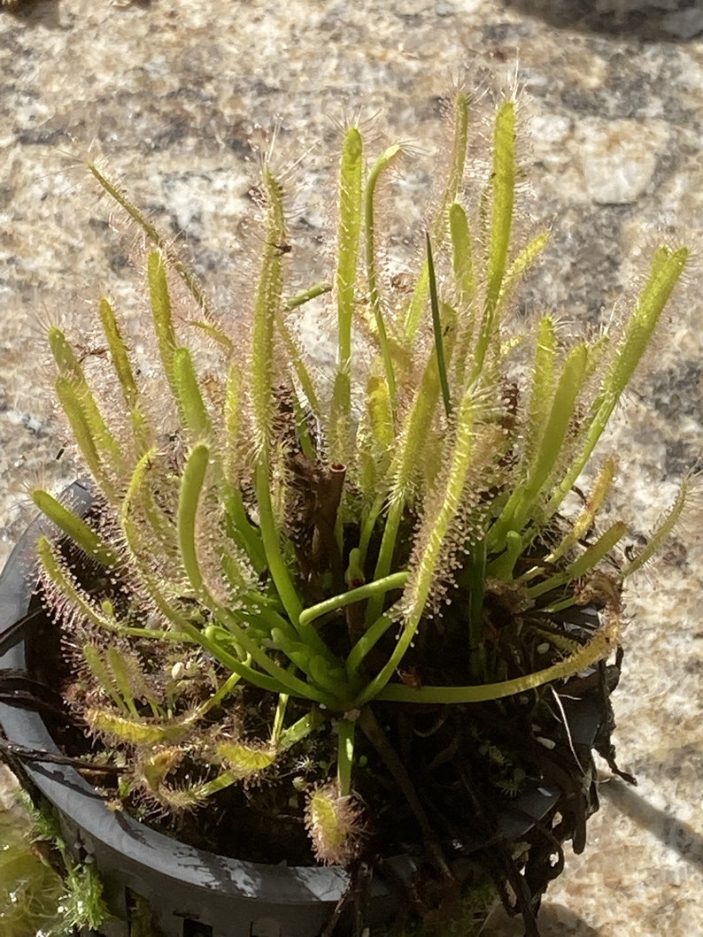 Live Cape Sundew 'Albino' Drosera Capensis, Carnivorous Plant image 4