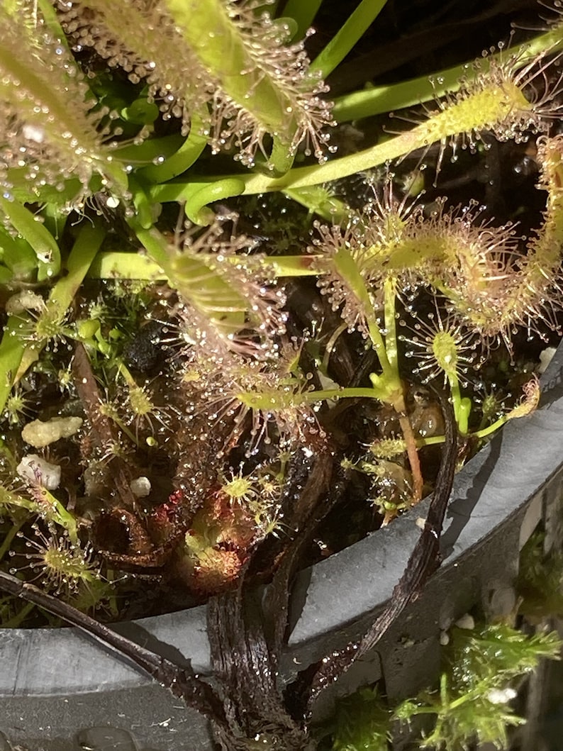 Live Cape Sundew 'Albino' Drosera Capensis, Carnivorous Plant image 2