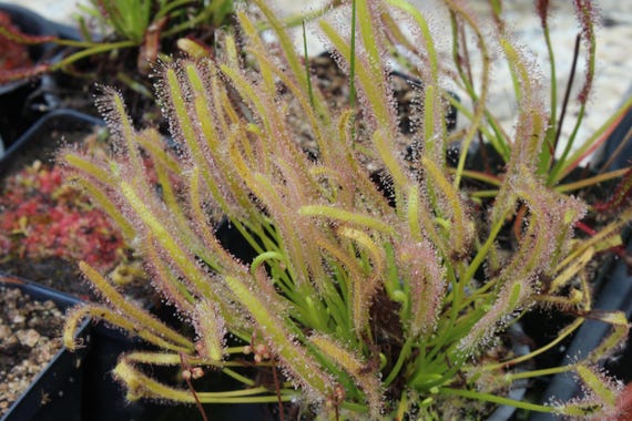 Carnivorous Cape Sundew, Drosera Capensis 'albino' (LIVE Carnivorous Plant,  Sundew) - Great Beginner Plant - Etsy
