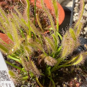 Live Cape Sundew 'Albino' Drosera Capensis, Carnivorous Plant image 1