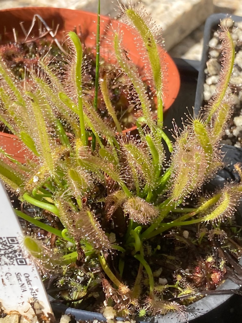 Live Cape Sundew 'Albino' Drosera Capensis, Carnivorous Plant image 1