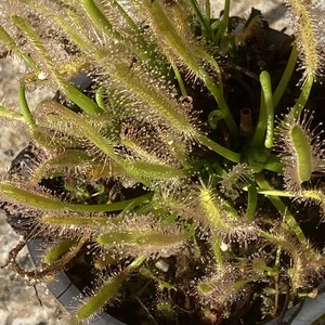 Live Cape Sundew 'Albino' Drosera Capensis, Carnivorous Plant image 5