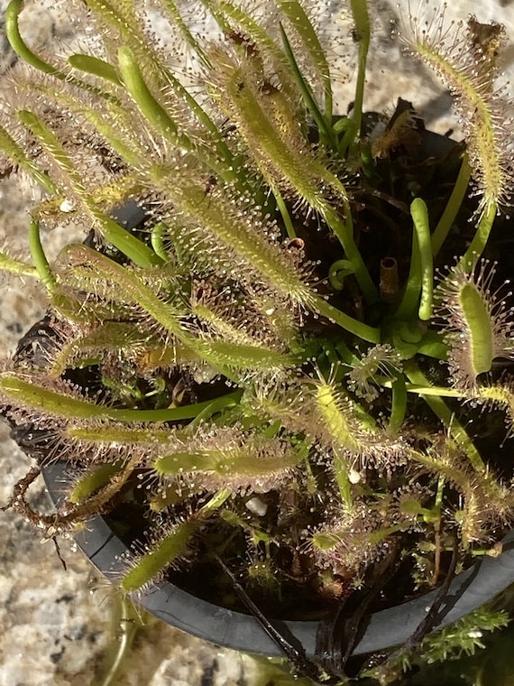 staghorn plants Platycerium Alcicorne (Staghorn Fern)