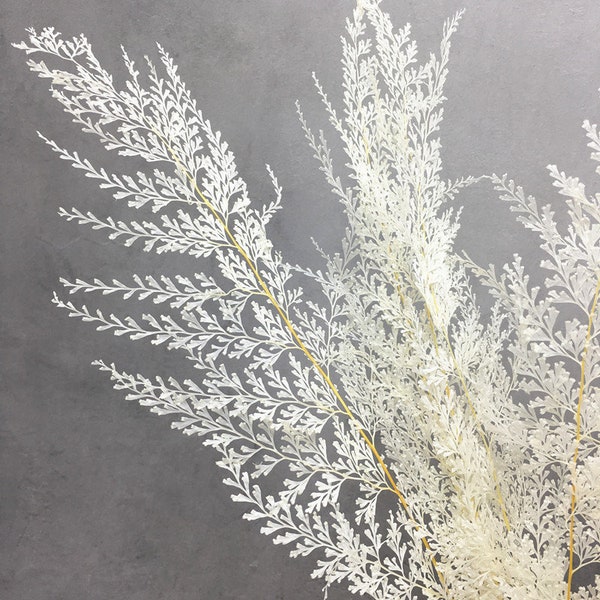 Lace Leaf Fern - 10 Stems / Bleached Fern Leaves