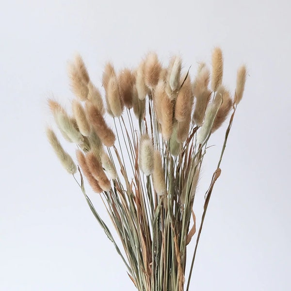 Natural Bunny Tails - 60 Stems / Lagurus / Rabbit Tail / Pampas Grass