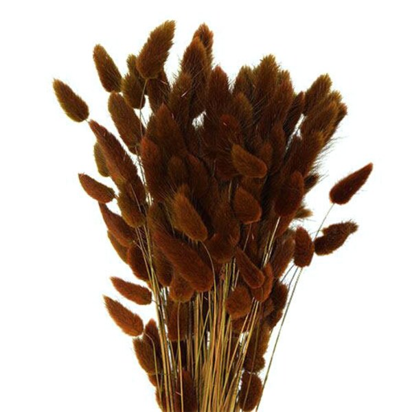 Brown Bunny Tails - 60 Stems / Lagurus / Rabbit Tail / Pampas Grass / Brown Dried Flower