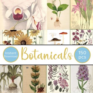 Kit de collage mural botanique vintage, photo esthétique botanique 4 x 6 impressions, décoration botanique vintage, 150 photos, illustrations de plantes