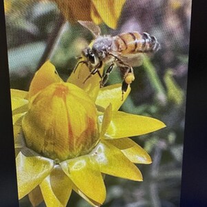 May include: A honeybee, with brown and black stripes, is perched on a bright yellow flower. The bee has pollen sacs on its legs. The flower has multiple yellow petals and a green stem. The image is a close-up of nature.