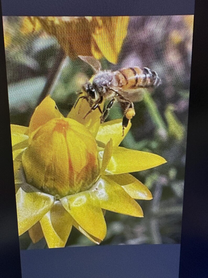May include: A honeybee, with brown and black stripes, is perched on a bright yellow flower. The bee has pollen sacs on its legs. The flower has multiple yellow petals and a green stem. The image is a close-up of nature.