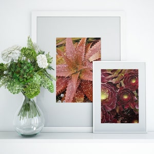 Pink and Red Plants Wall Art Prints