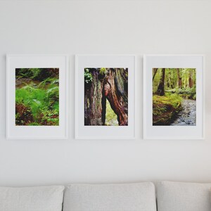 California Forest Photography Wall Print Set