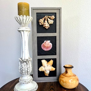 Seashell Wall Art, Coastal Seashell Art, Beach Decor, Fighting Conch Star Art, Rough Scallop Art, Lightening Whelk Art, Coastal Decor