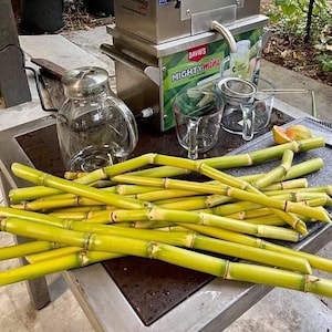 San Diego Yellow Sugarcane (plant or cutting)