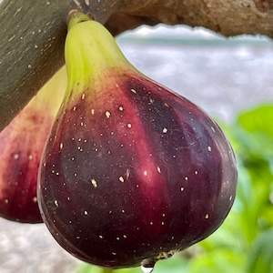 May include: Close-up of a ripe fig hanging from a tree branch. The fig has a deep purple exterior with small white spots and a reddish interior. A single water droplet hangs from the bottom of the fruit. The stem is green.