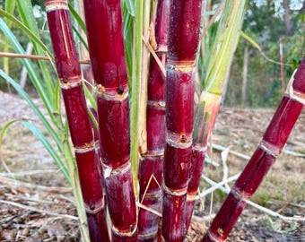 Kava Rangi Sugarcane (plant or cutting)
