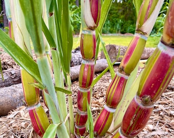 Hilo Buddha Belly Sugarcane (plant or cutting)