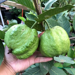 Air-Layered Crystal (Queen) Guava Tree – Oi Nu Hoang | Almost Seedless Sweet, Crisp White Flesh