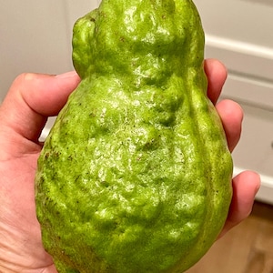 May include: A green, textured fruit with an irregular shape, held in a hand. The fruit's surface has a bumpy texture and a mottled appearance, with variations in the green color. The background is a neutral color.