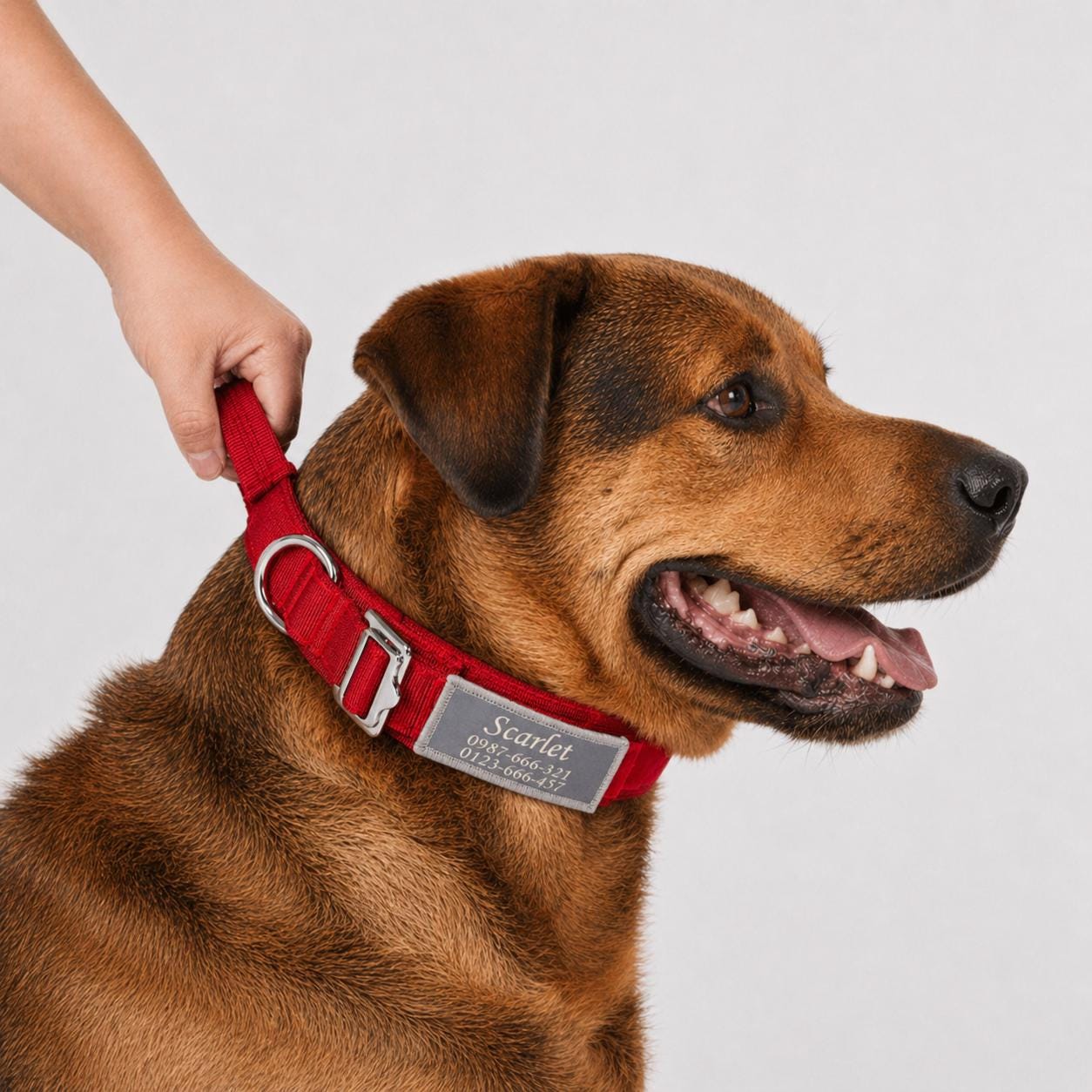 Erziehungshalsband hund - Etsy.de