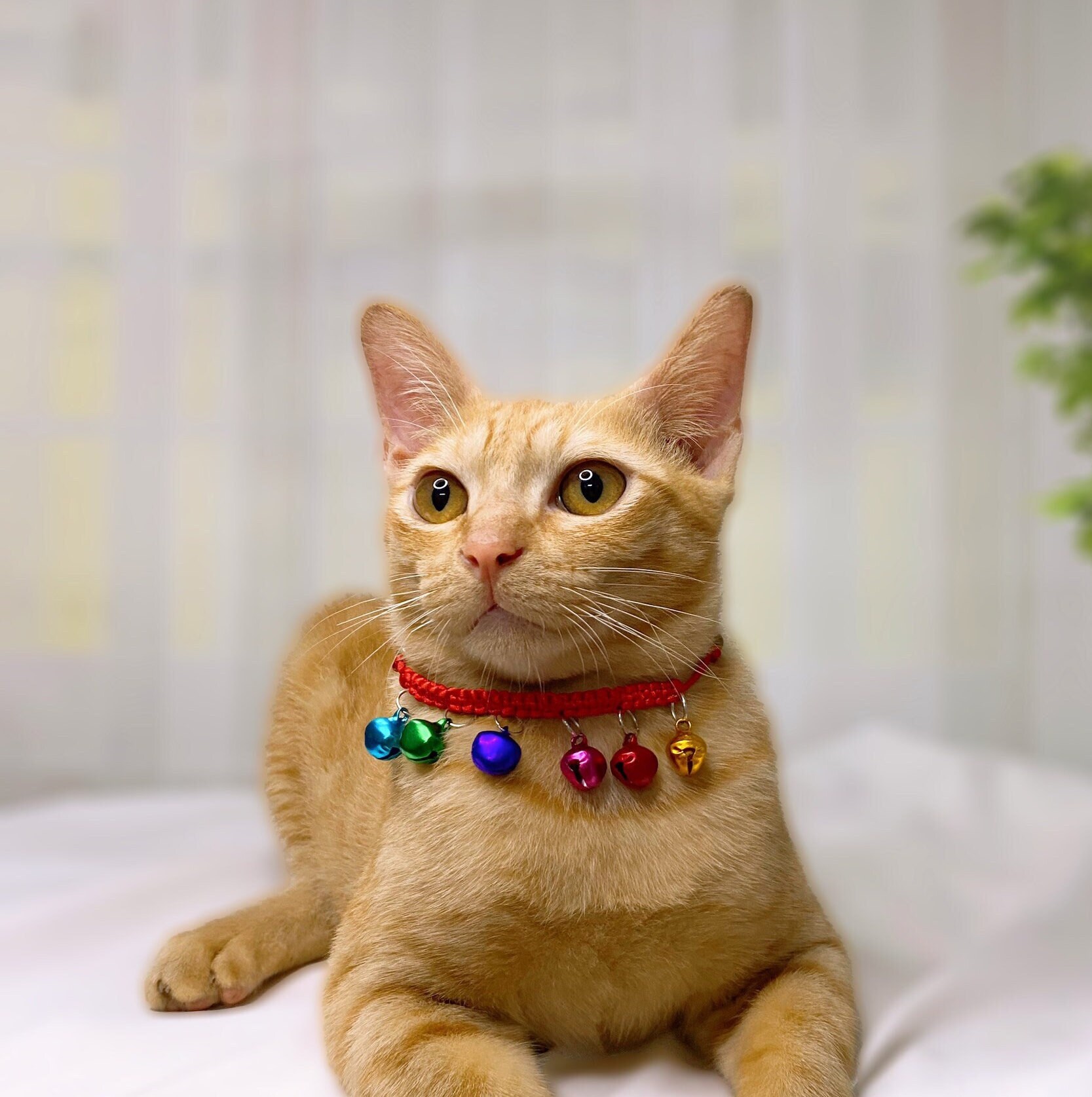 Colorful Bell Cat Collar and Lucky Cat Collar, Jingle Bell for Cat