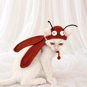 May include: A white cat wearing a brown crocheted insect costume. The headpiece features two black antennae and two large white eyes. Attached to the back are two long, brown, oval-shaped wings. A small brown chin strap with a dangling ball is visible.
