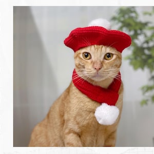 May include: A close-up of a cat wearing a red crocheted beret and matching scarf with white pom-poms. The cat is looking directly at the camera.