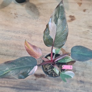 Philodendron Pink Princess