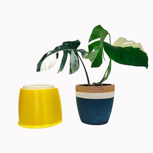 Puede incluir: Una planta de monstera variegada en una maceta de cerámica azul y blanca con un borde marrón. La planta está sentada en una maceta amarilla.