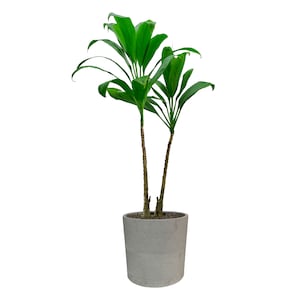 Può includere: Una pianta verde in vaso con due steli e foglie grandi in un vaso grigio.