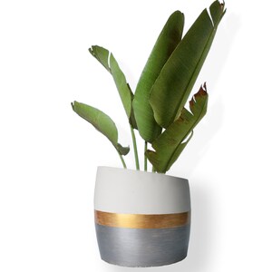 May include: A white planter with a gold and silver stripe design, holding a green leafy plant.