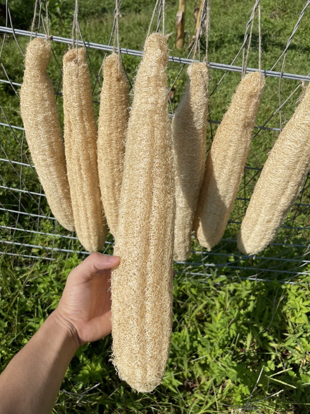 What Is A Natural Loofah At Douglas Hammond Blog