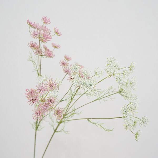 Faux Queen Annes Lace Etsy