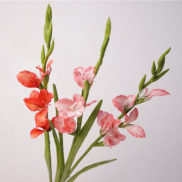 Gladiolus Etsy
