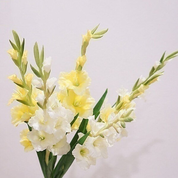 Fleur de glaïeul longue tige avec feuilles, artisanat de fleurs de plantes tropicales, fleurs artificielles, décoration florale pour la maison, pièce maîtresse d'arrangement de mariage