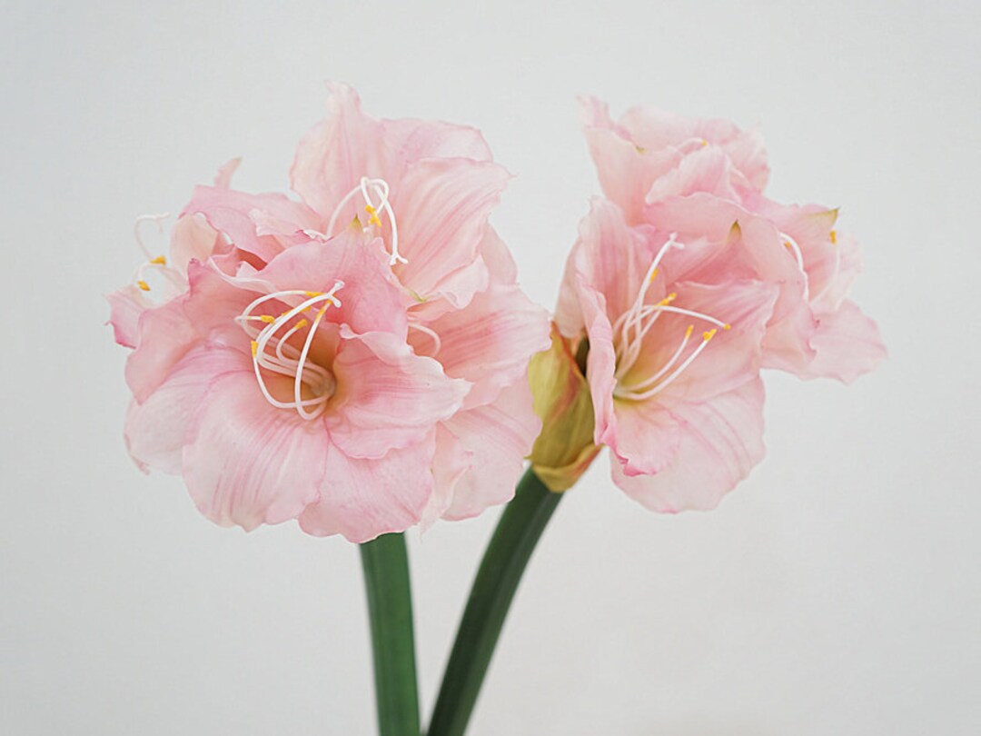 Real Touch Amaryllis Stem Hippeastrum Lily Spray Artificial Etsy