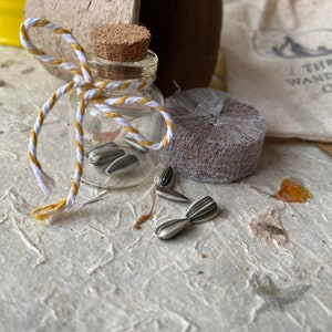 Grow your own sunflower kits