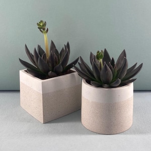 Op de afbeelding: Twee vetplanten in decoratieve betonnen plantenbakken. Eén is vierkant, de andere rond. Beide hebben een witte band. De vetplanten hebben donkergroene bladeren en een gele stengel. Geschikt voor in huis.