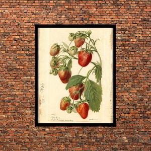 Vintage botanisch, retro kunstprint, posterreproducties, bessen aardbei, kunstprint posters, cadeau-idee, ingelijste poster, canvasafdruk