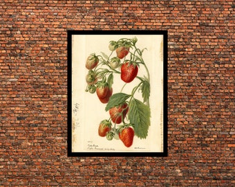 May include: A framed botanical print featuring a detailed illustration of a strawberry plant. The artwork showcases ripe red strawberries, green leaves, and delicate white flowers against a cream-colored background. The print is set in a black frame.